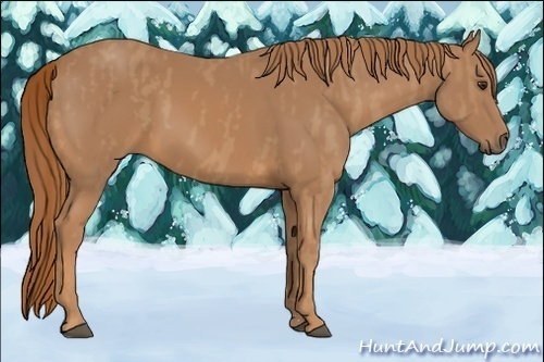 Horse Color:Chestnut  and Chestnut  and Chestnut 