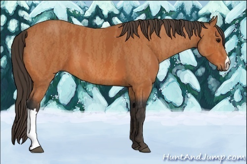 Horse Color:Bay  and Bay  and Bay 