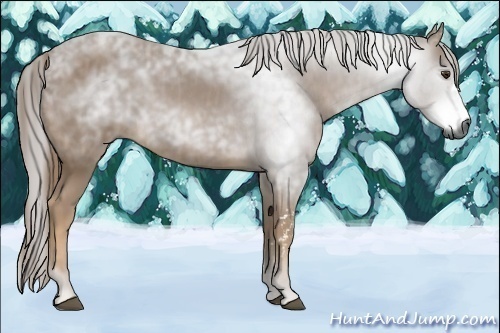 Horse Color:Unknown 