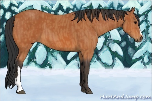 Horse Color:Unknown 