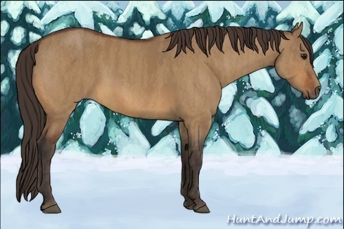Horse Color:Unknown 