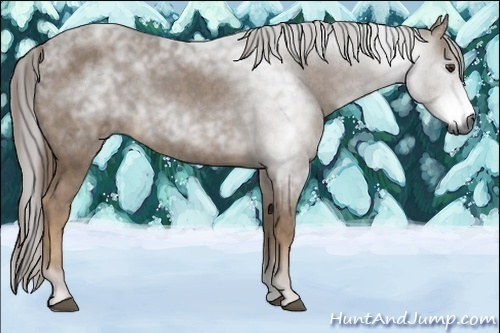Horse Color:Unknown 