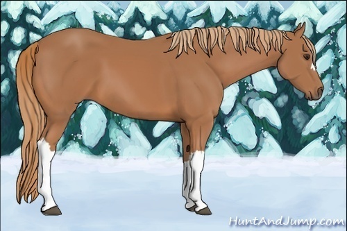 Horse Color:Chestnut  and Chestnut  and Chestnut 