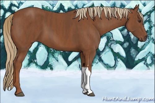 Horse Color:Chestnut  and Chestnut Splash  and Chestnut 