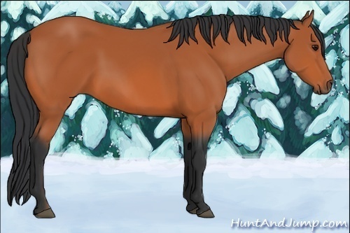 Horse Color:Bay  and Bay Roan  and Bay 