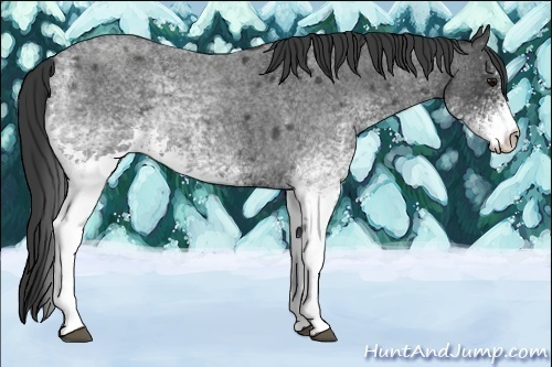 Horse Color:White Spotted Blue Roan Rabicano  and White Spotted Silver Blue Roan Rabicano  and White Spotted Blue Roan Rabicano 