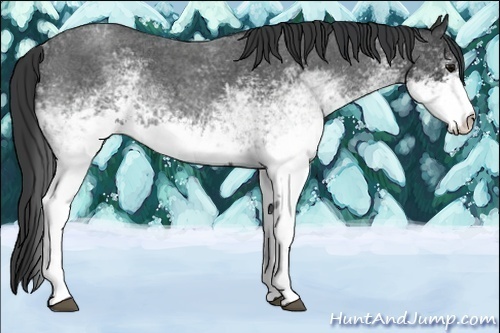 Horse Color:White Spotted Blue Roan Rabicano  and White Spotted Blue Roan Blanket Rabicano  and White Spotted Blue Roan Rabicano 