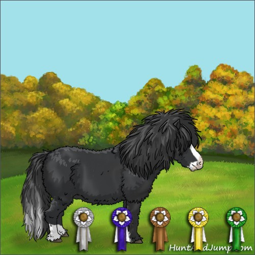 Horse Color:Black  and Black Splash  and Black 