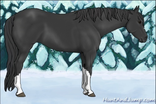 Horse Color:Black  and Bay  and Black 