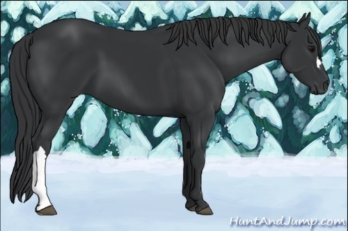 Horse Color:Black  and Silver Black  and Black 