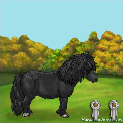 Horse Color:Black  and Gray Black  and Black 