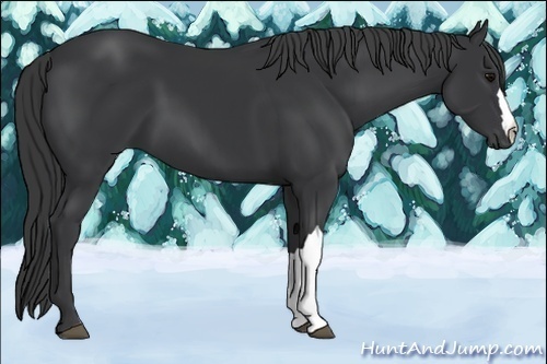 Horse Color:Black  and Silver Black  and Black 