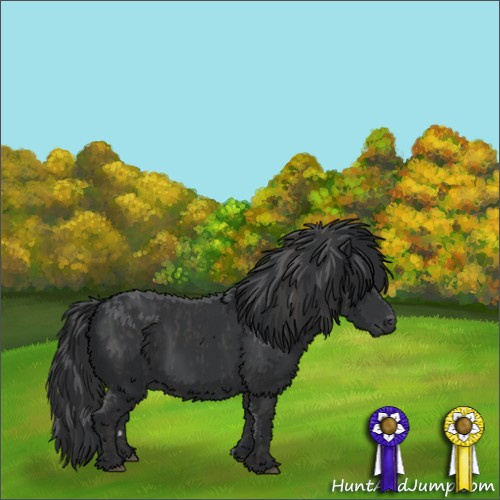 Horse Color: Black  and Black  and Black 