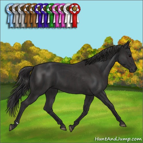 Horse Color:Black  and Smoky Black  and Black 