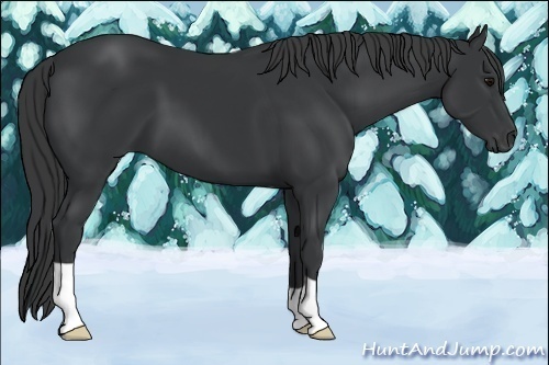 Horse Color:Black  and Black Rabicano  and Black 