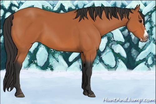 Horse Color:Bay Splash Frame  and Bay Splash Frame  and Bay Splash Frame 