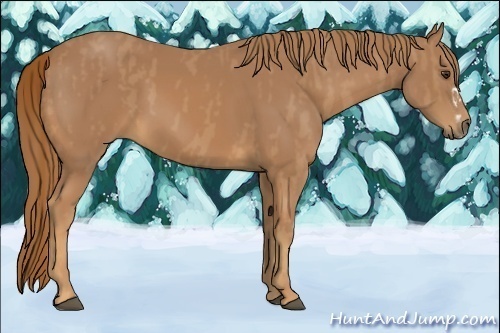 Horse Color:Chestnut Splash Frame  and Palomino Splash Frame  and Chestnut Splash Frame 