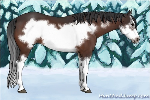 Horse Color:Bay Splash Frame  and Bay Splash Frame  and Bay Splash Frame 