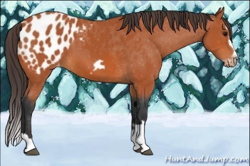 Horse Color:Bay Splash Frame Appaloosa  and Bay Splash Appaloosa  and Bay Splash Frame Appaloosa 