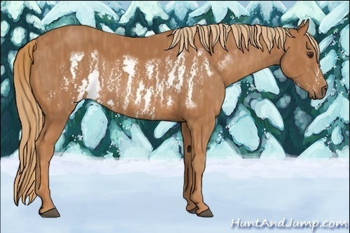 Horse Color:Chestnut Splash Frame  and Chestnut Splash Frame Rabicano  and Chestnut Splash Frame 