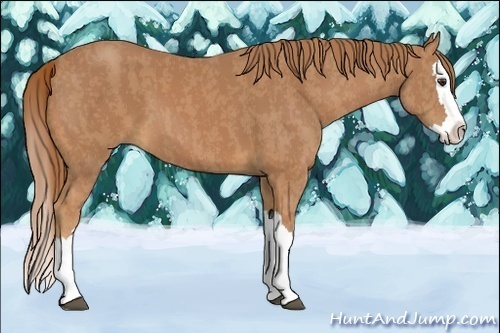 Horse Color:Chestnut Splash  and Amber Champagne Splash Appaloosa  and Chestnut Splash 