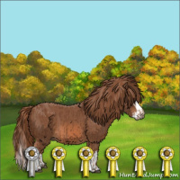 Horse Color:Chestnut  and Chestnut Splash  and Chestnut  and Chestnut 