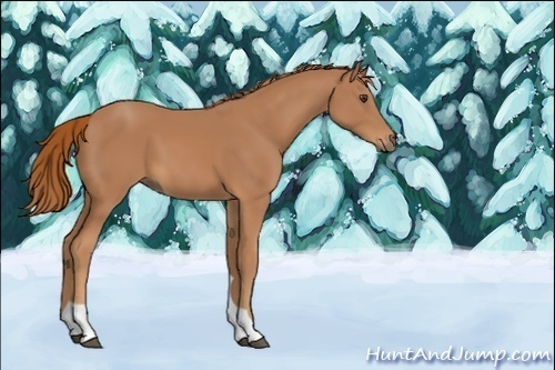 Horse Color:Unknown 