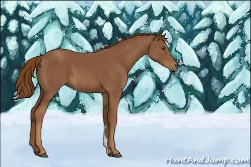 Horse Color:Unknown 