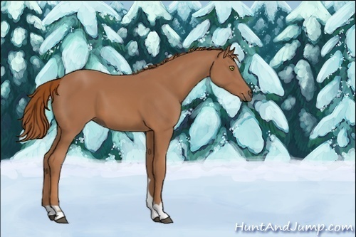 Horse Color:Unknown 