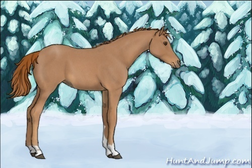 Horse Color:Unknown 
