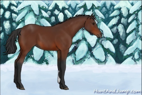 Horse Color:Unknown 