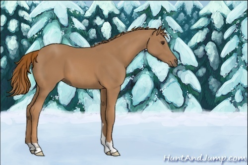 Horse Color:Chestnut 