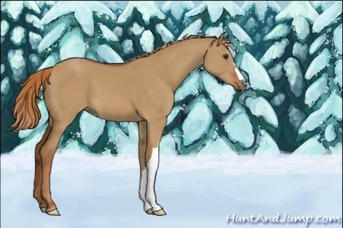 Horse Color:Red Dun 