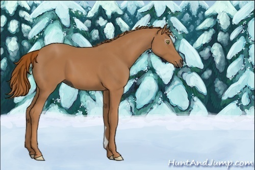 Horse Color:Unknown 