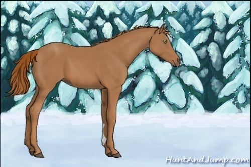 Horse Color:Unknown 