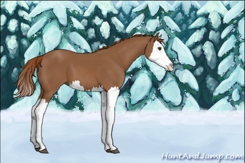 Horse Color:Unknown 