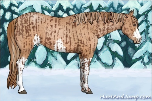 Horse Color:Chestnut and Brown Pearl