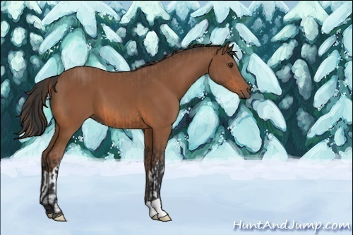 Horse Color:Chestnut  and Bay 