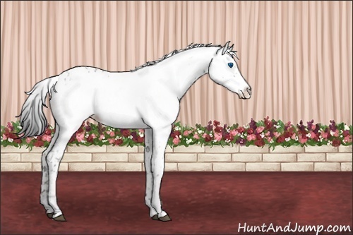 Horse Color:Bay Dun Frame  and Grullo Frame 