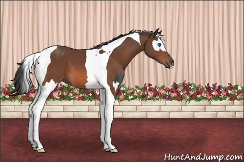 Horse Color:Smoky Black Splash Tobiano  and Bay Tobiano 
