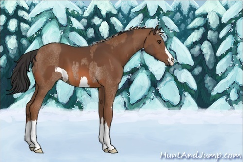 Horse Color:Chestnut Rabicano  and Bay 