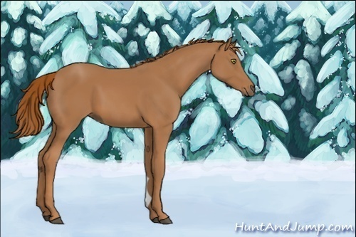Horse Color:Unknown 