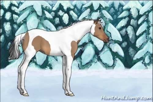 Horse Color:Bay Dun Tobiano 