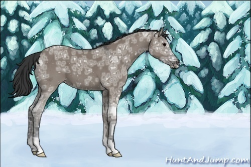 Horse Color:Grullo Ice 