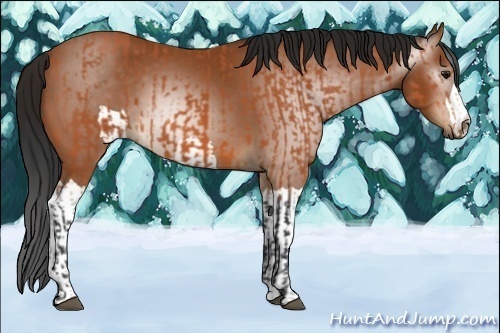 Horse Color:Bay  and Gray Bay 