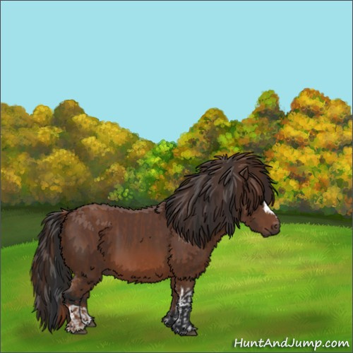 Horse Color:Chestnut  and Bay 