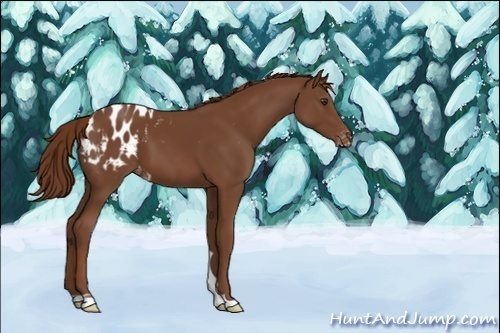 Horse Color:Chestnut Blanket 