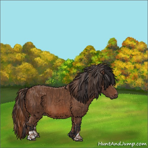 Horse Color:Chestnut  and Bay 
