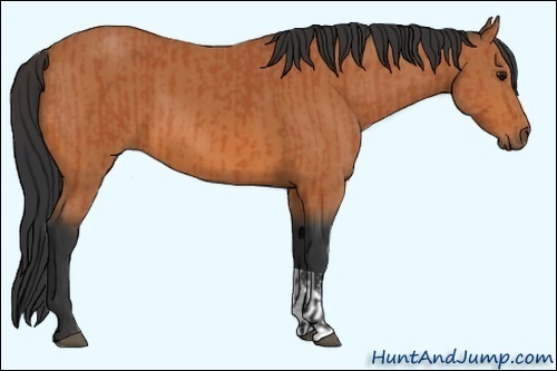 Horse Color:Bay  and Bay 