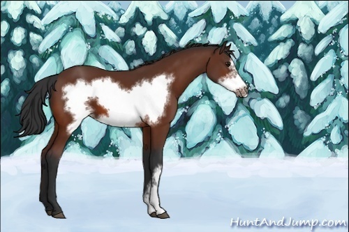 Horse Color:Unknown 